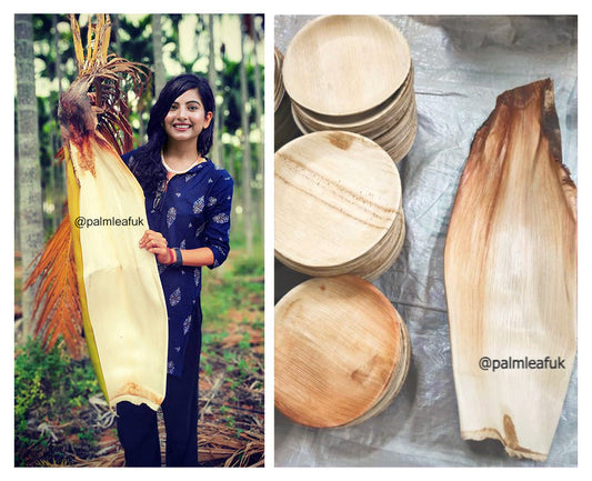 Areca Leaf Compostable Tableware: From Humble Beginnings to a Sustainable Future